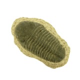 Trillobite Fossil - 150mm x 80mm
