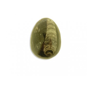Orthoceras Fossil - Egg - 60 mm x 45mm 