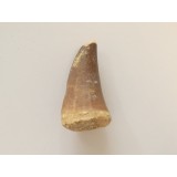 Mosasaurus Fossil Tooth 3.5cm Long