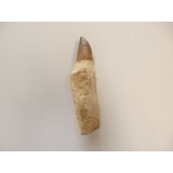 Mosasaurus Tooth with Bone 9cm
