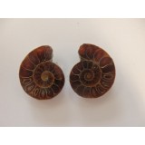 Ammonite Pair 3.5cm to 4cm
