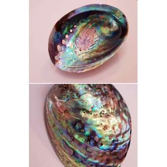 Paua Shell - polished 2 sides Paua Shell - polished 2 sides